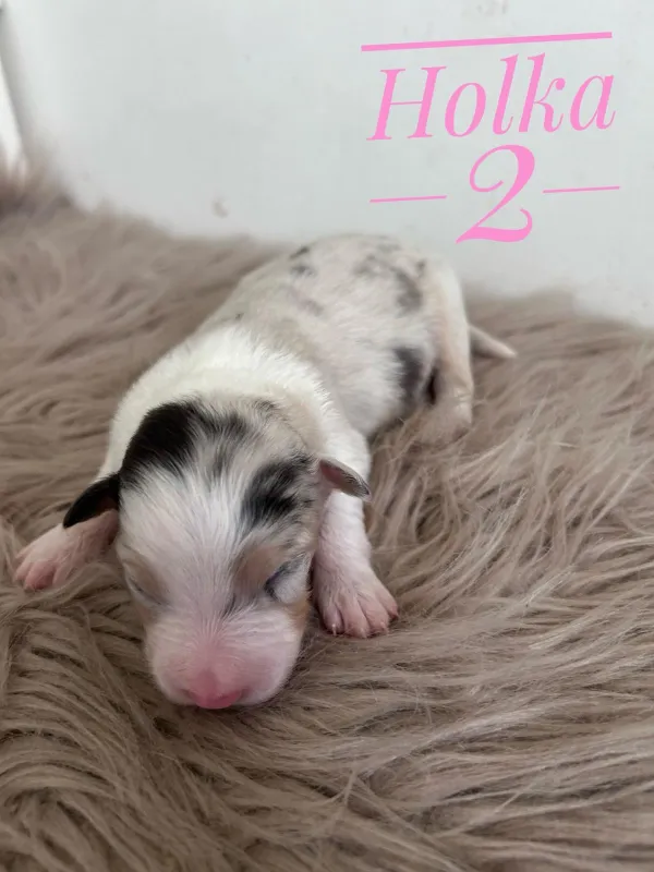 Holka 2