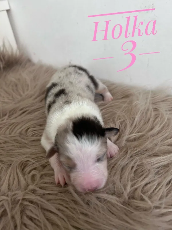 Holka 3