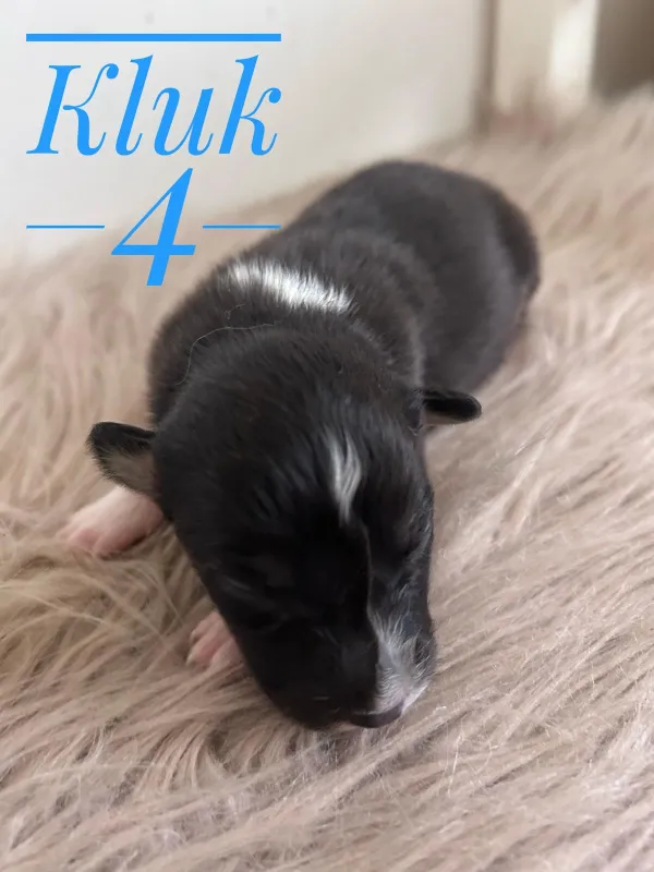 Kluk 4